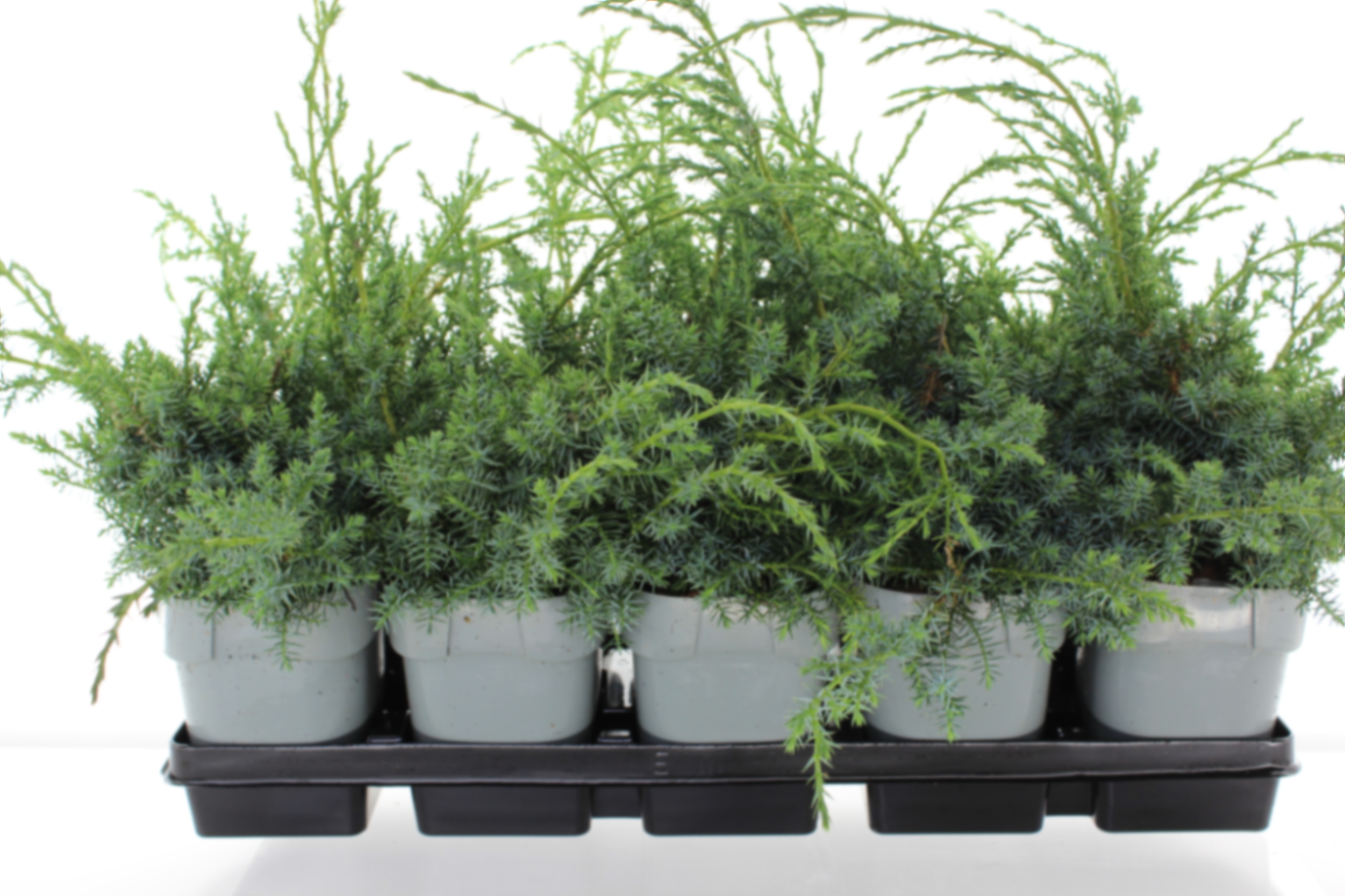 Можжевельник китайский Блю Альпс